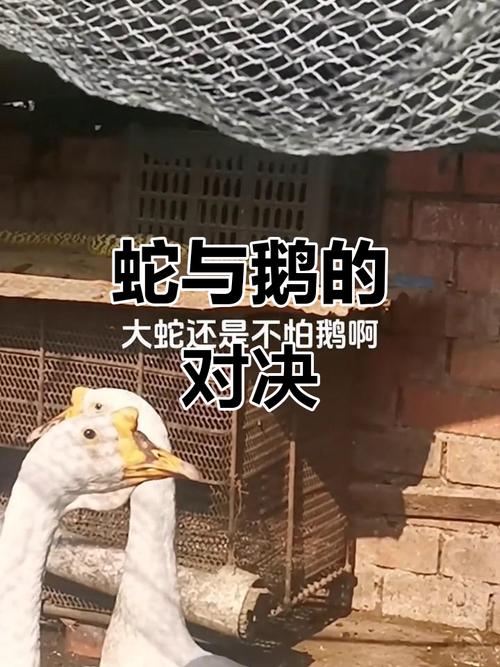 为什么鹅的粪便能驱蛇?鹅大便对蛇有什么伤害