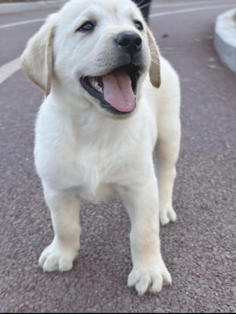 拉布拉多从小吃米饭？拉布拉多饭量大吗?