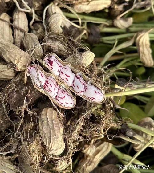 七彩花生跟普通花生有什么区别？七彩花生跟普通花生有什么区别呢