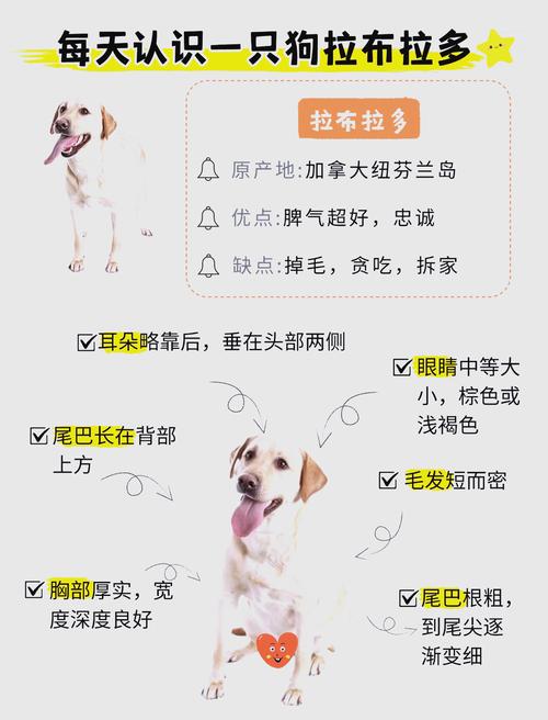 拉多布多犬有什么用途和特点？拉多布多犬有什么用途和特点呢