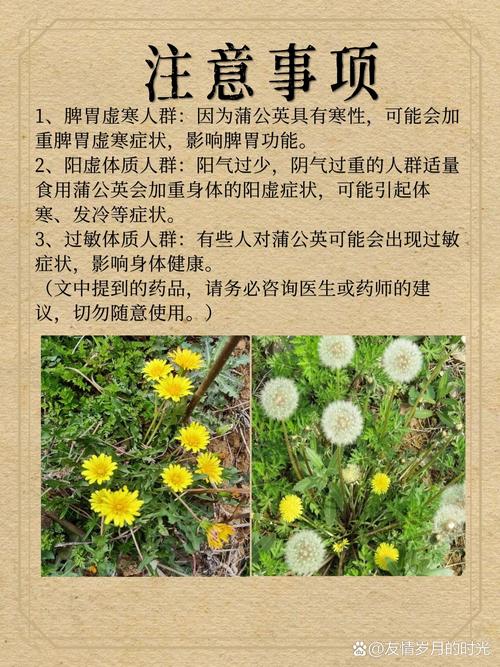 秋天地里的蒲公英能够食用吗？秋天的蒲公英还有药效吗