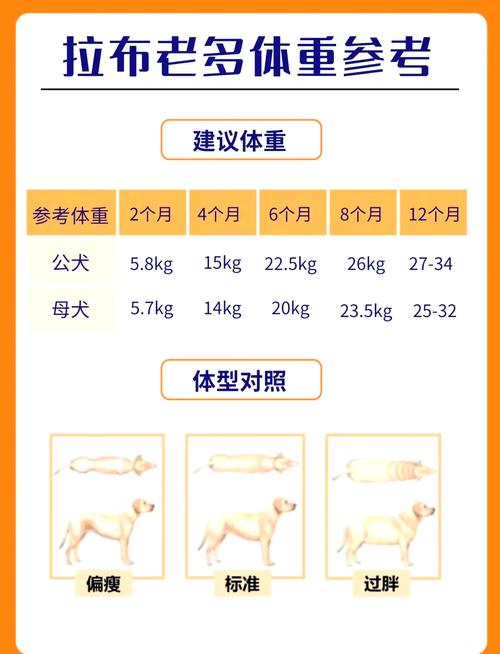 拉布拉多犬体重多少?拉布拉多犬体重多少斤