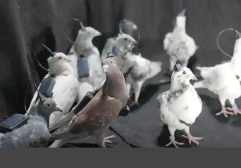 俄罗斯测试脑机接口信鸽：单日飞行500公里 远超传统电动无人机