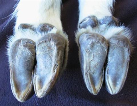 为什么山羊能够攀爬悬崖峭壁 和猴子相比谁更强(图2)