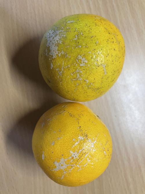 橘子剥开里面的白霜是什么?橘子剥开里面有褐色黏黏