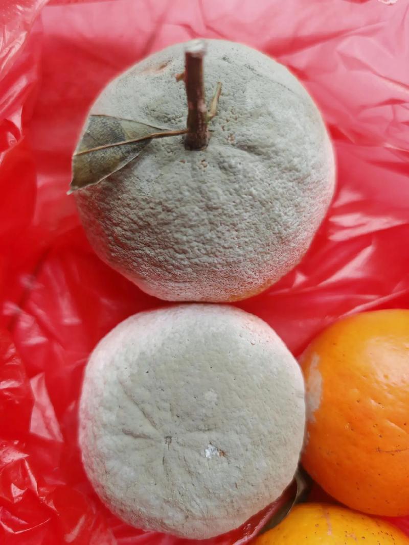 橘子剥开里面的白霜是什么?橘子剥开里面有褐色黏黏