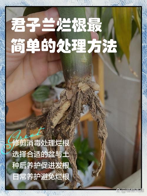 君子兰根部枯萎怎么处理?君子兰的根干枯怎么办