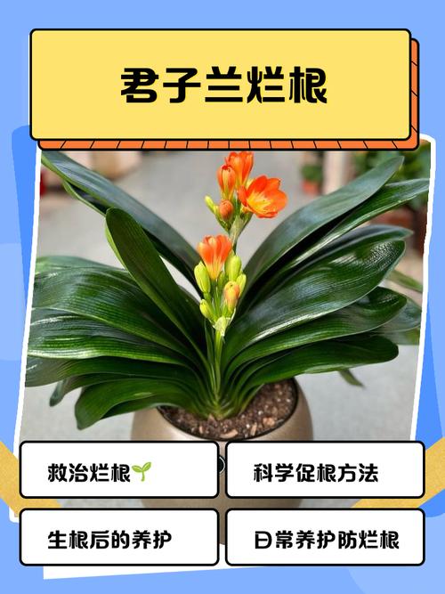 君子兰根部枯萎怎么处理?君子兰的根干枯怎么办