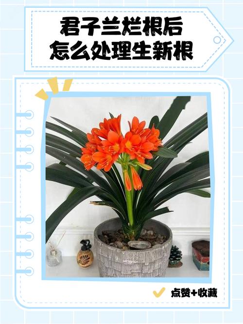 君子兰根部枯萎怎么处理?君子兰的根干枯怎么办