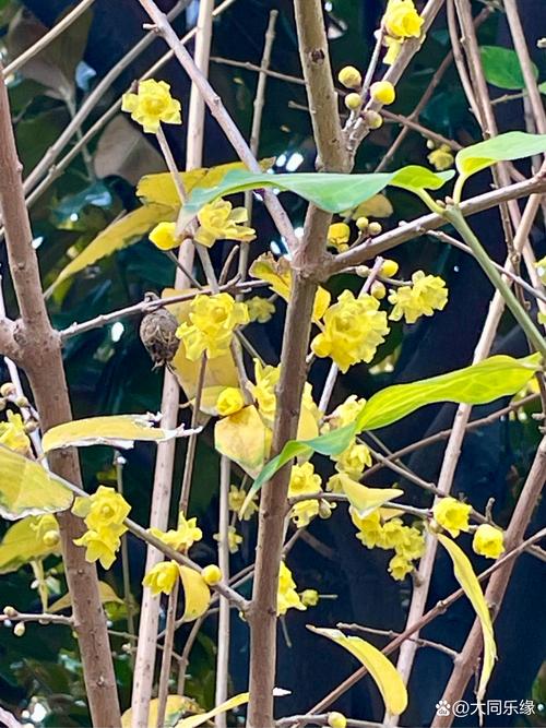 腊月都有什么花开花?腊月开的花都有哪些