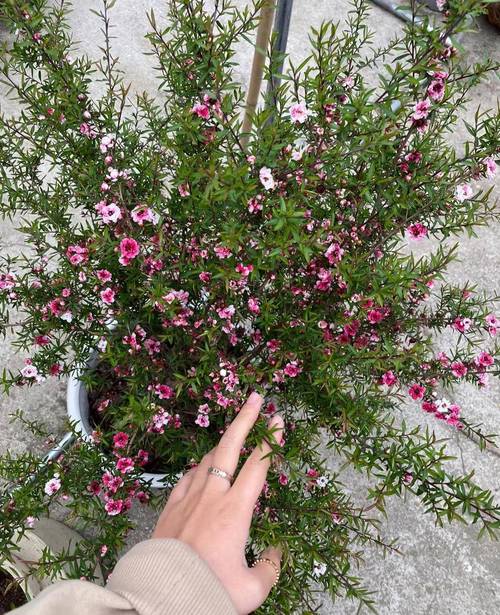 腊月都有什么花开花?腊月开的花都有哪些