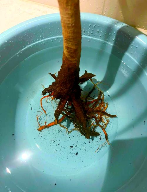 树根怎么能快速腐烂？树根如何快速烂掉