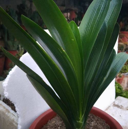 君子兰卷叶还会张开吗？君子兰叶子长卷了