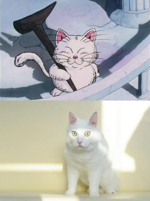 七龙珠里的神仙猫叫啥?七龙珠里面那个猫