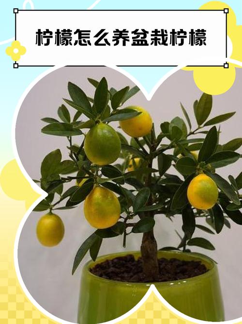 盆栽柠檬的种植方法和注意事项？盆栽柠檬的种植方法和注意事项视频