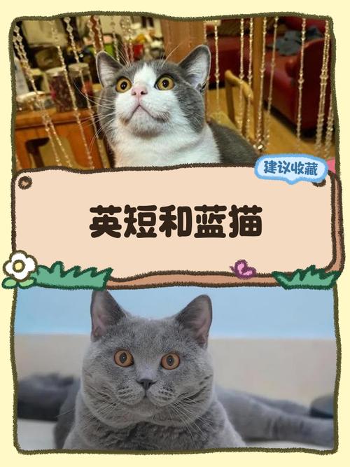 蓝色英短配黑色英短？蓝色英短配黑色英短猫好看吗