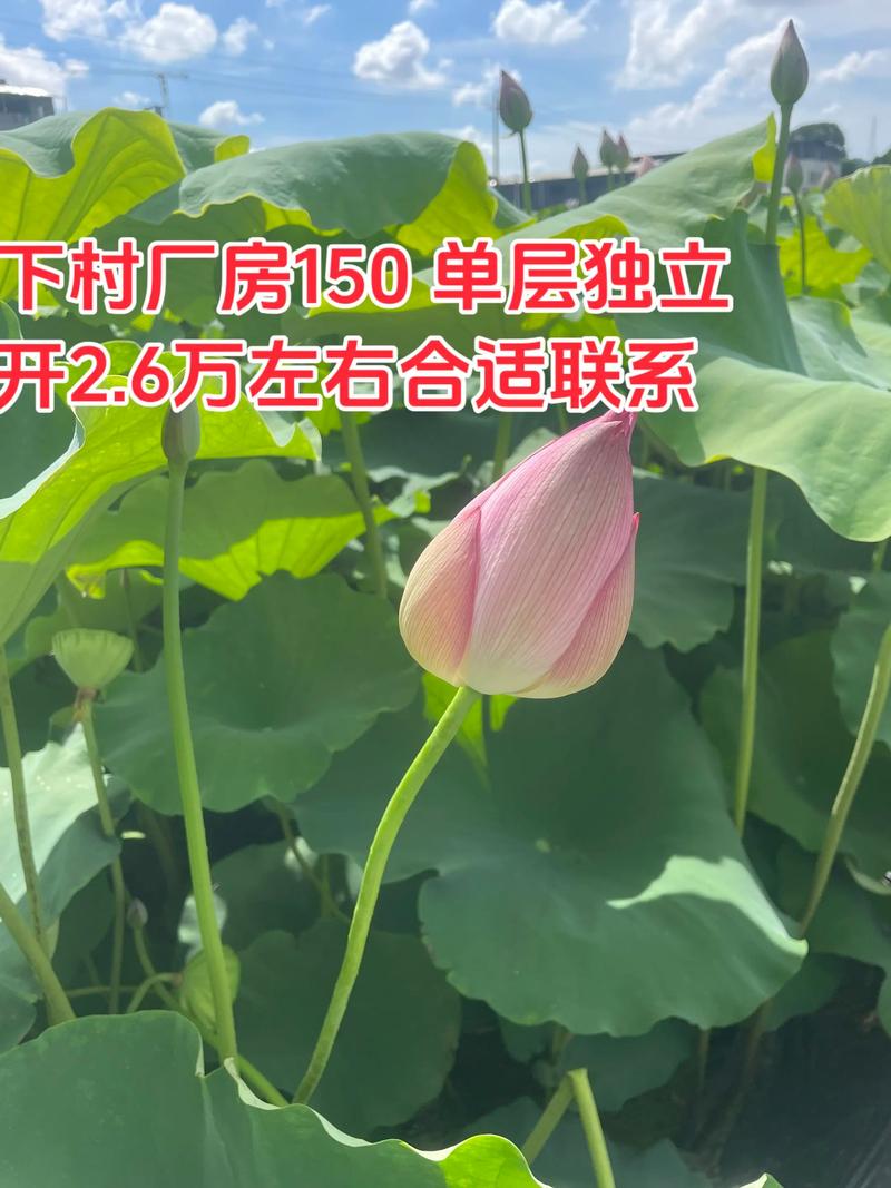 农村宅基地可建厂房吗多少钱?农村宅基地可建厂房吗多少钱一平方