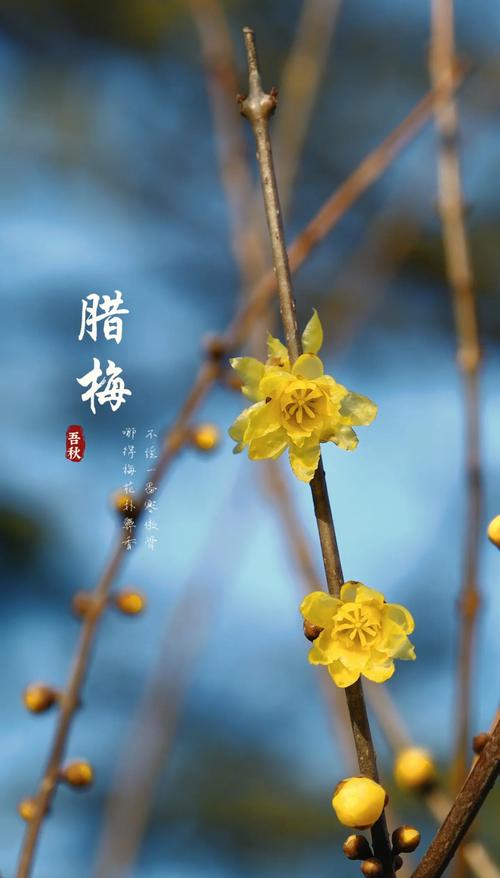 腊梅花的香味有毒吗？腊梅花的香味有毒吗知乎