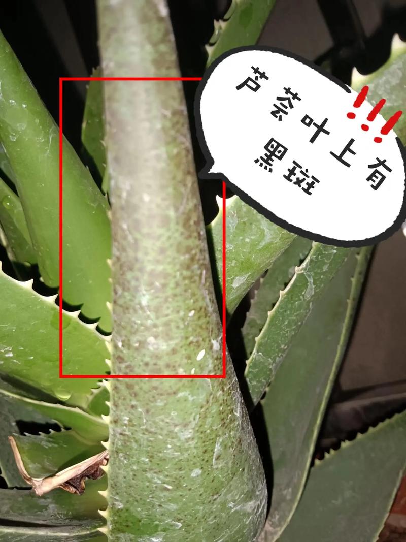 芦荟盆栽里面有虫怎么办？芦荟盆栽里面有虫怎么办图片