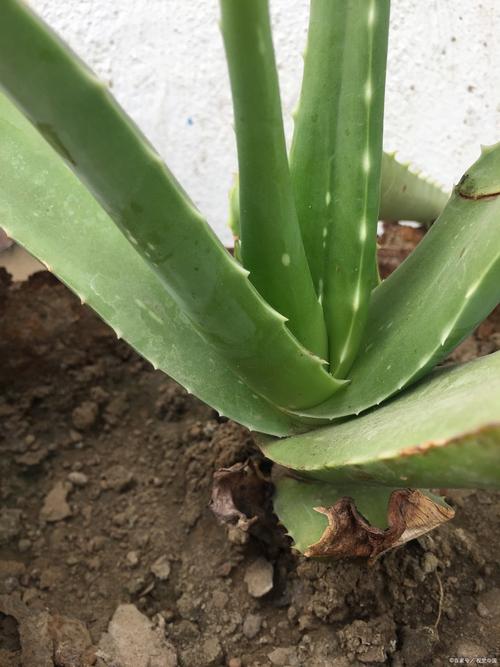 芦荟盆栽里面有虫怎么办?芦荟盆栽里面有虫怎么办图片