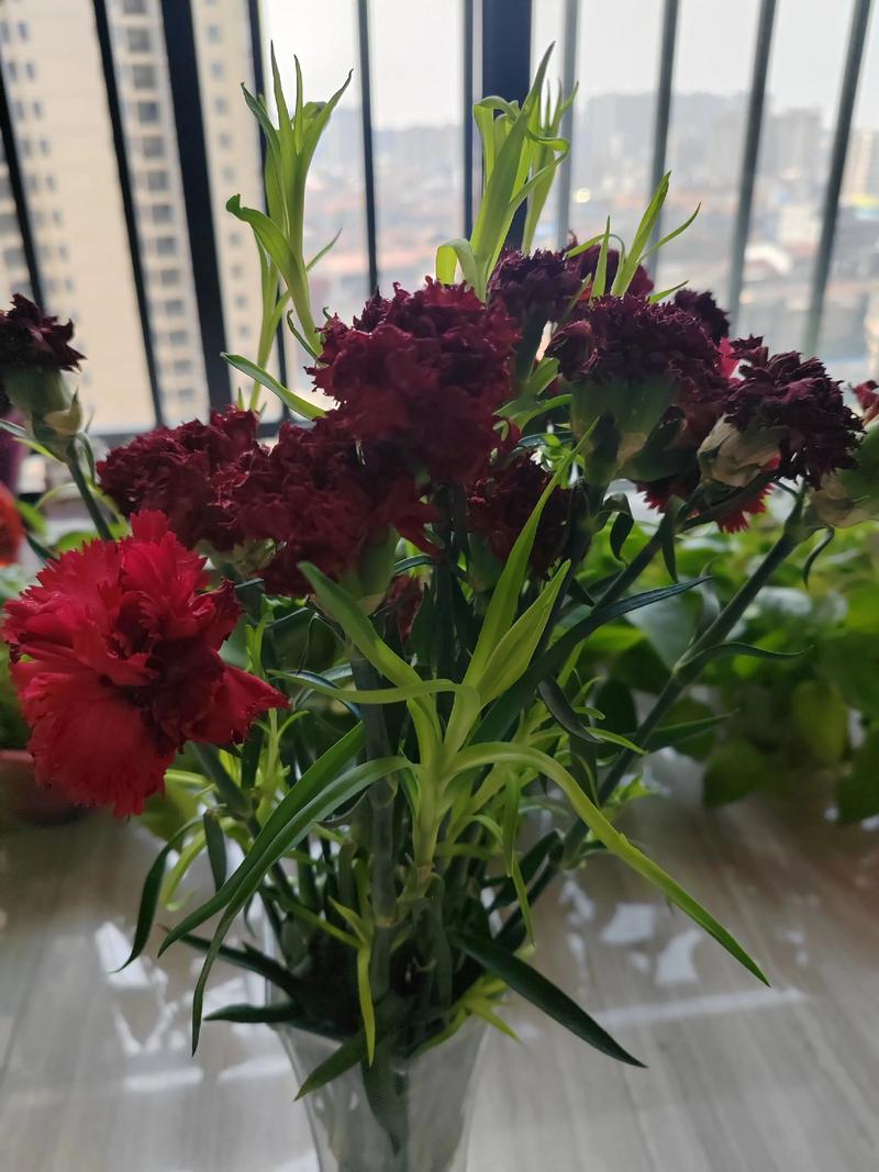 康乃馨花是不是开花后就死了？康乃馨开完花之后怎么办