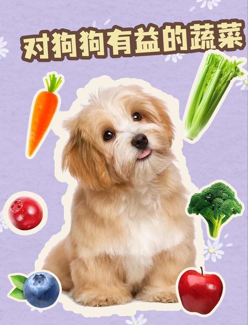 拉布拉多犬能吃什么水果和食物?拉布拉多能吃的水果和蔬菜
