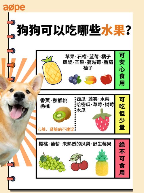 拉布拉多犬能吃什么水果和食物?拉布拉多能吃的水果和蔬菜