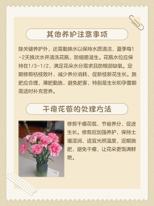 康乃馨花苞干瘪怎么救？康乃馨盆栽买回来花苞全干了