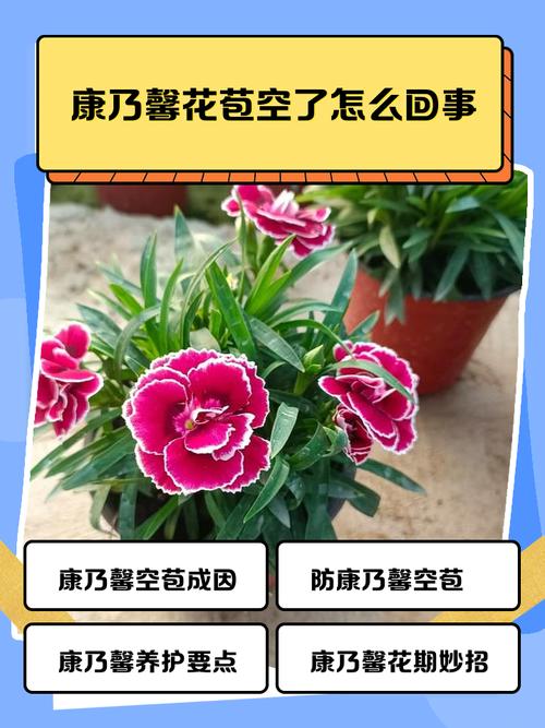 康乃馨花苞干瘪怎么救?康乃馨盆栽买回来花苞全干了