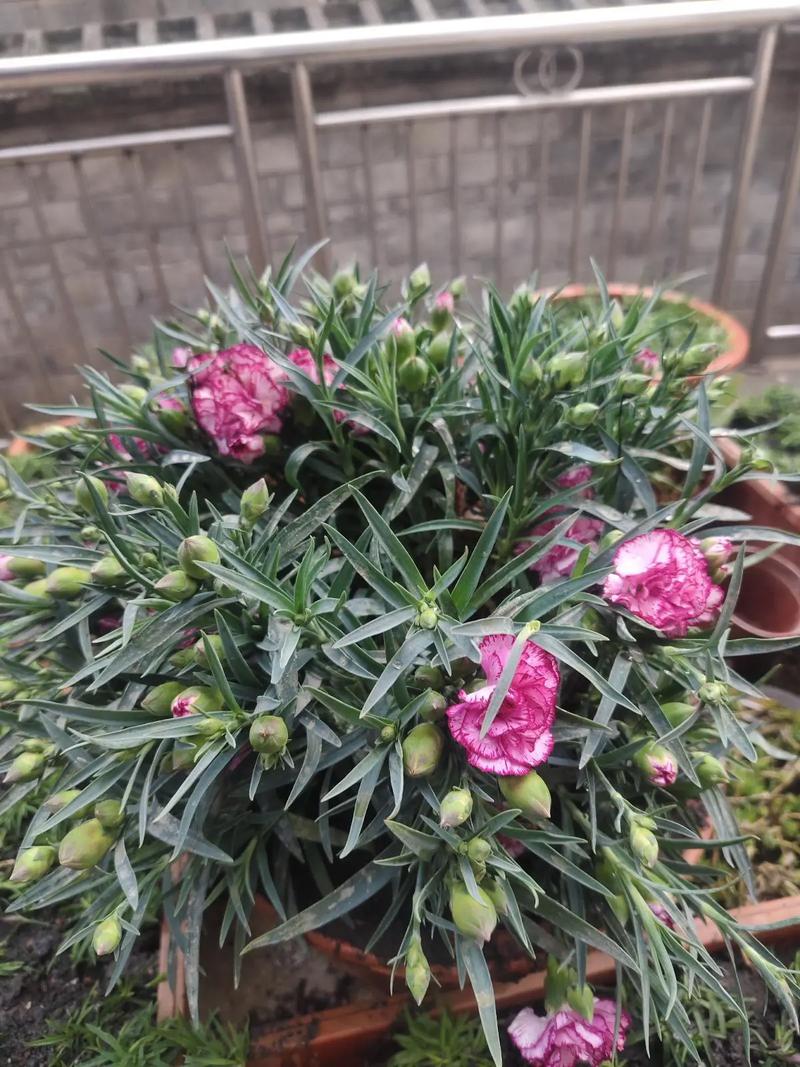 康乃馨花苞干瘪怎么救?康乃馨盆栽买回来花苞全干了