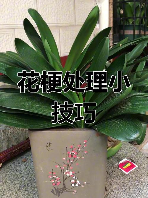 君子兰花梗不剪来年能开花吗？君子兰的花梗还用剪掉吗