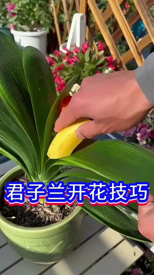 君子兰花梗不剪来年能开花吗?君子兰的花梗还用剪掉吗