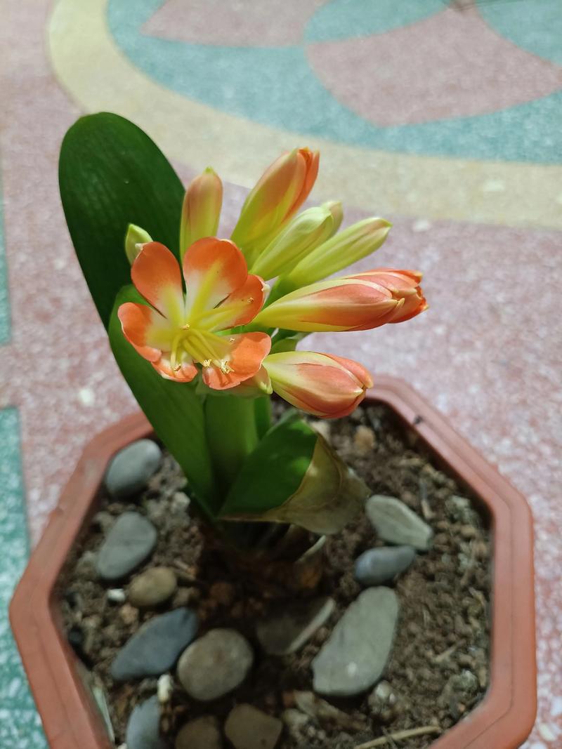 君子兰花梗不剪来年能开花吗?君子兰的花梗还用剪掉吗