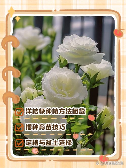 求桔梗花种植方法？桔梗花怎么栽