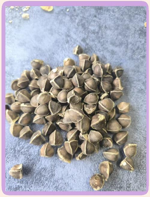 辣木籽的生长过程？辣木籽的生长过程作文