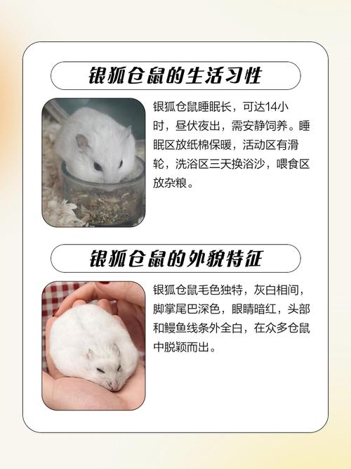 仓鼠的胡须代表什么?仓鼠的胡须代表什么生肖