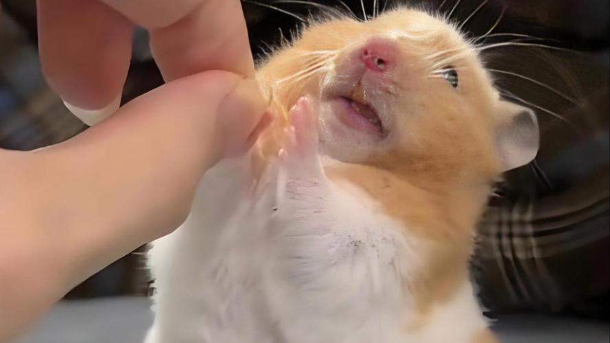 仓鼠的胡须代表什么?仓鼠的胡须代表什么生肖