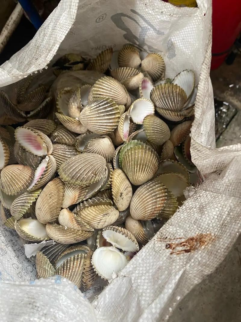 北海海螺贝壳批发市场？北海哪里有卖海螺的地方