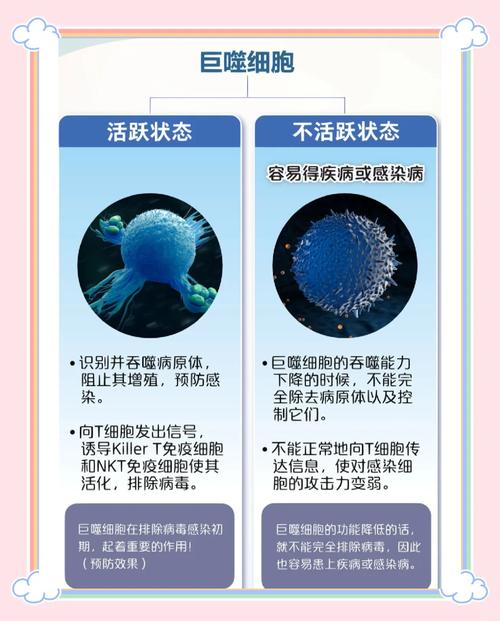 巨噬细胞的主要特征?巨噬细胞的作用和特点