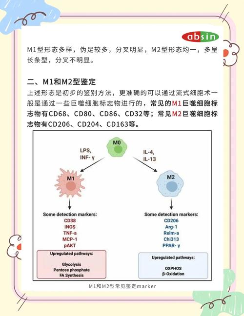 巨噬细胞的主要特征?巨噬细胞的作用和特点