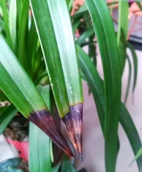 兰花叶子尖发黑处理？兰花叶子尖发黑怎么办