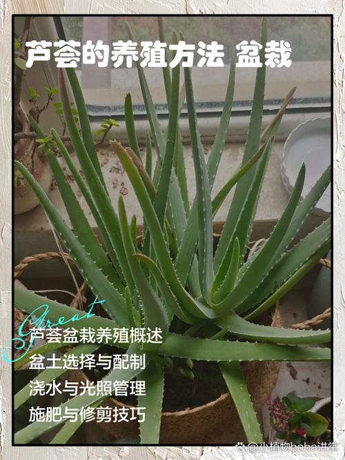盆栽芦荟生虫子怎么办？芦荟长满花盆之后怎么办