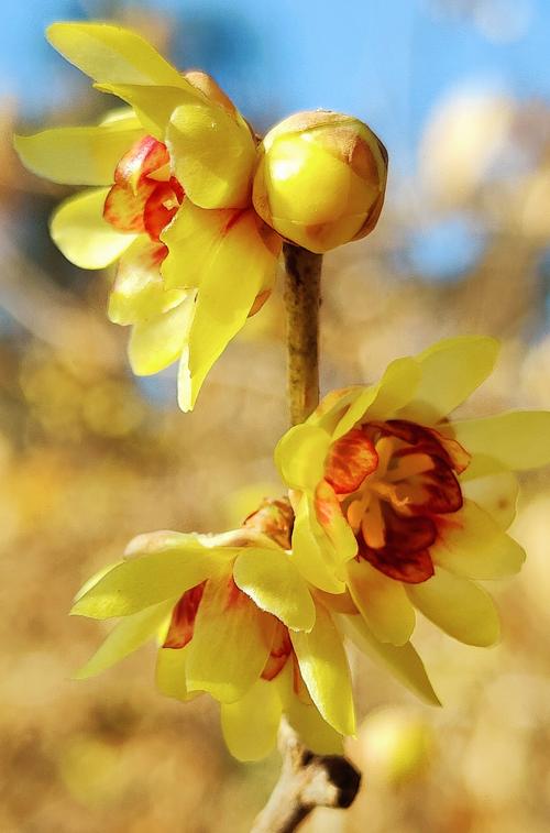 腊梅有什么品格吗？腊梅有什么品格吗图片