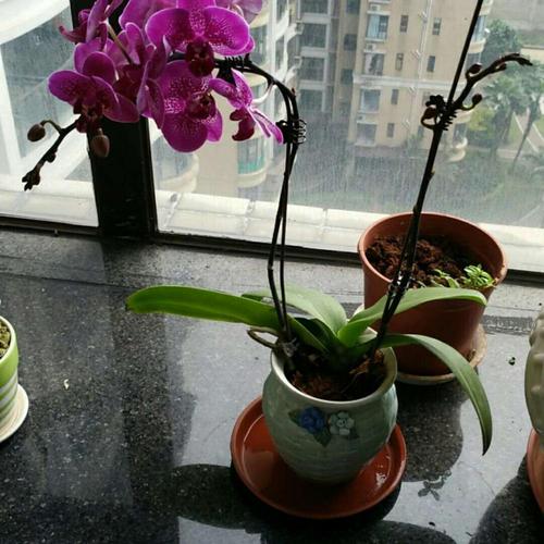 孔雀兰盆栽怎么养护和浇水？孔雀兰怎么修剪