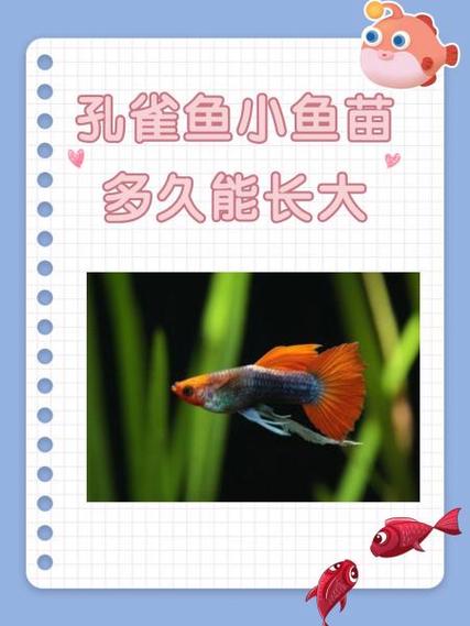 孔雀鱼多久才能长大？孔雀鱼多久才会长大