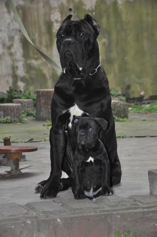 卡斯罗成犬一天吃多少？成犬卡斯罗一天吃几斤肉