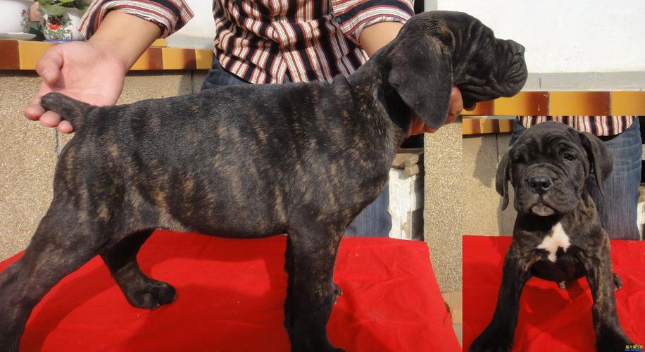 卡斯罗成犬一天吃多少?成犬卡斯罗一天吃几斤肉