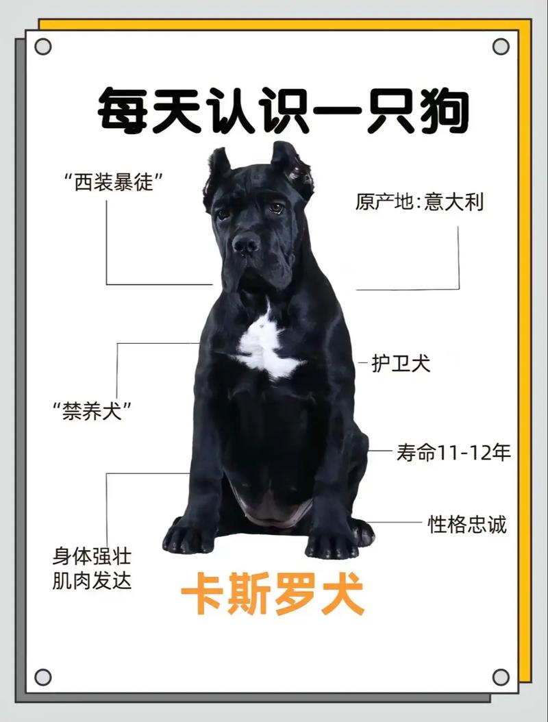 卡斯罗成犬一天吃多少?成犬卡斯罗一天吃几斤肉