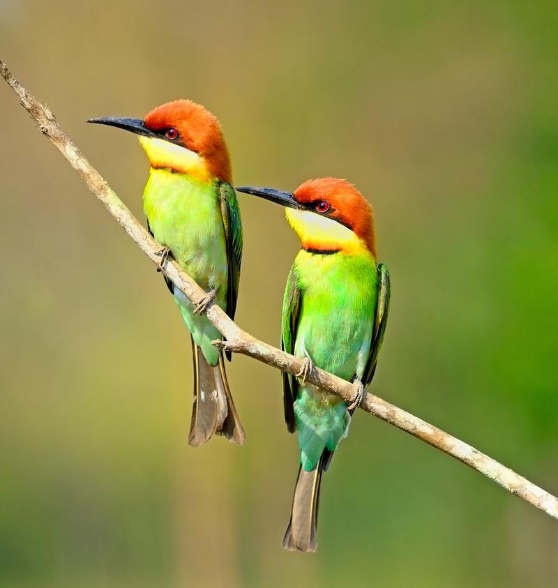 彩色恋人指的是什么？彩色恋人指的是什么动物