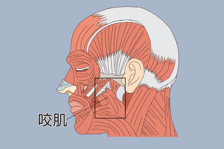 咀嚼肌在那个位置？咀嚼肌的解剖位置